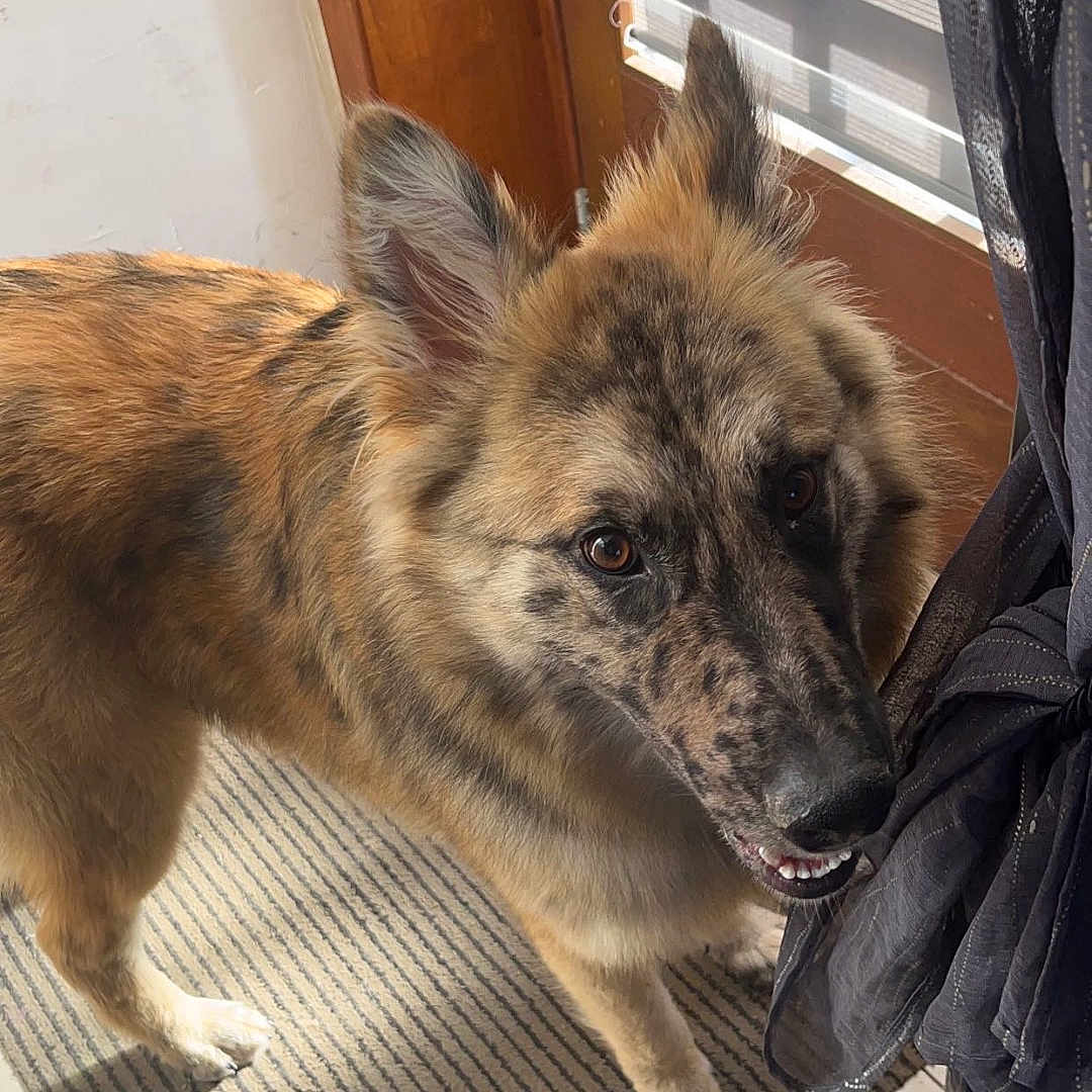 Taïko a rejoint le concours — aidez-le/la à gagner de superbes lots ! animal, architecture, building, canine, clothing, coyote, curtain, dog, door, germanshepherd, homedecor, husky, indoors, interiordesign, mat, pants, pet, puppy, window, wood