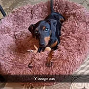 Buck participe au concours pour gagner de l'argent avec cette photo : dog, dachshund, puppy, black_and_tan, small_dog, pet, animal, fluffy_bed, pink_bed, indoors, floor, patterned_floor, chew_toy, sitting, looking_at_camera, portrait, phone_screenshot, gallery_interface, french_text, text_overlay