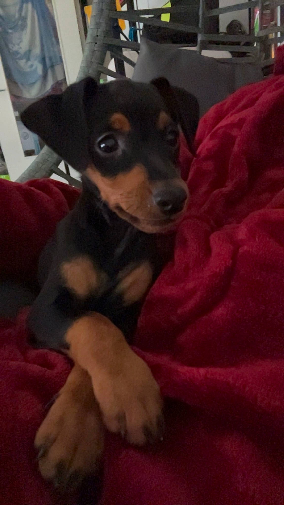 Urgo a rejoint le concours — aidez-le/la à gagner de superbes lots ! canidae, carnivore, comfort, companion_dog, dog, dog_breed, ear, fur, guard_dog, magenta, paw, puppy, sporting_group, toy_dog, whiskers, working_animal, working_dog