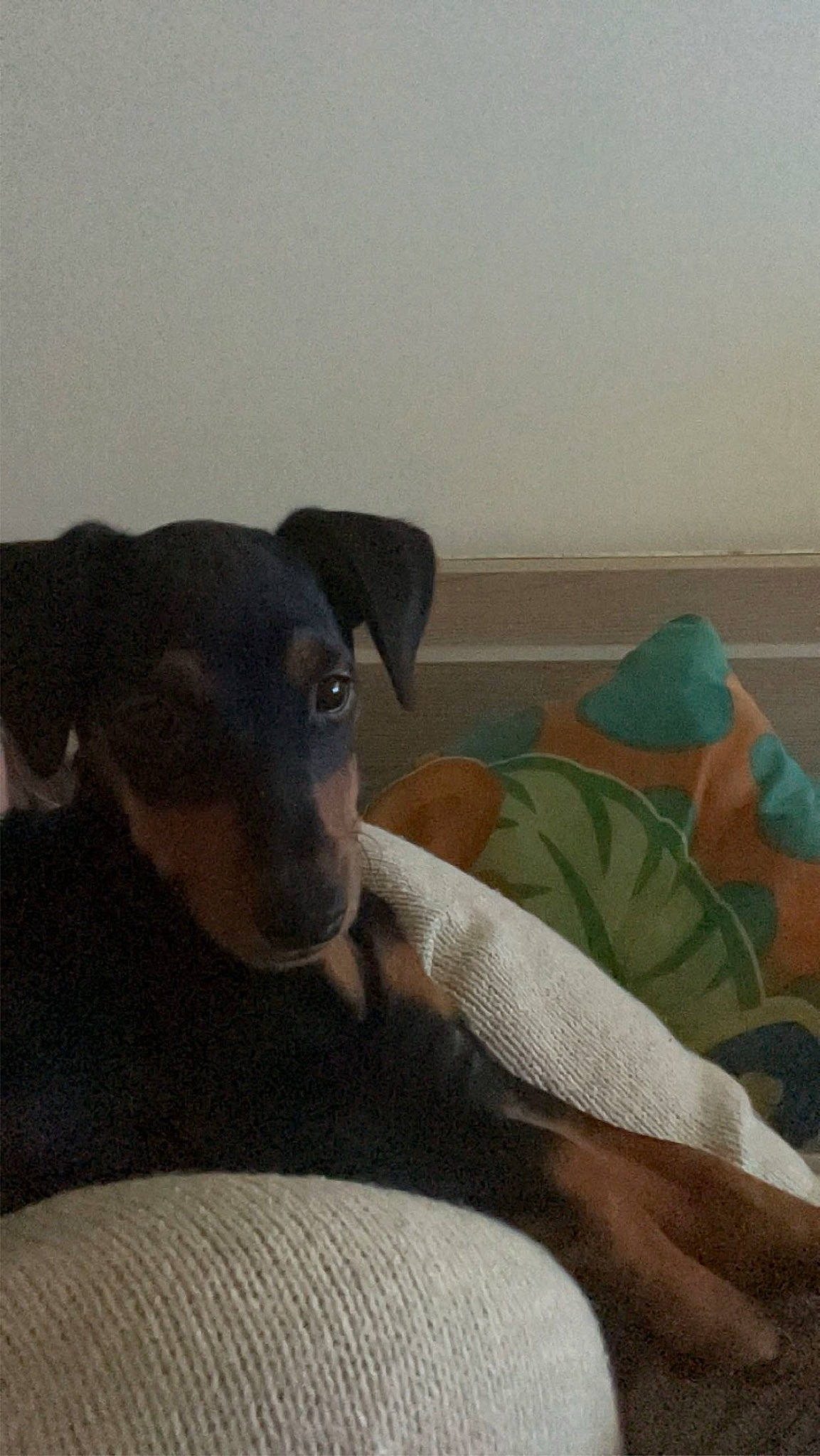 Urgo a rejoint le concours — aidez-le/la à gagner de superbes lots ! canidae, carnivore, comfort, companion_dog, couch, dog, dog_breed, fawn, flooring, fur, guard_dog, linens, paw, sporting_group, tail, terrestrial_animal, toy_dog, whiskers, working_animal