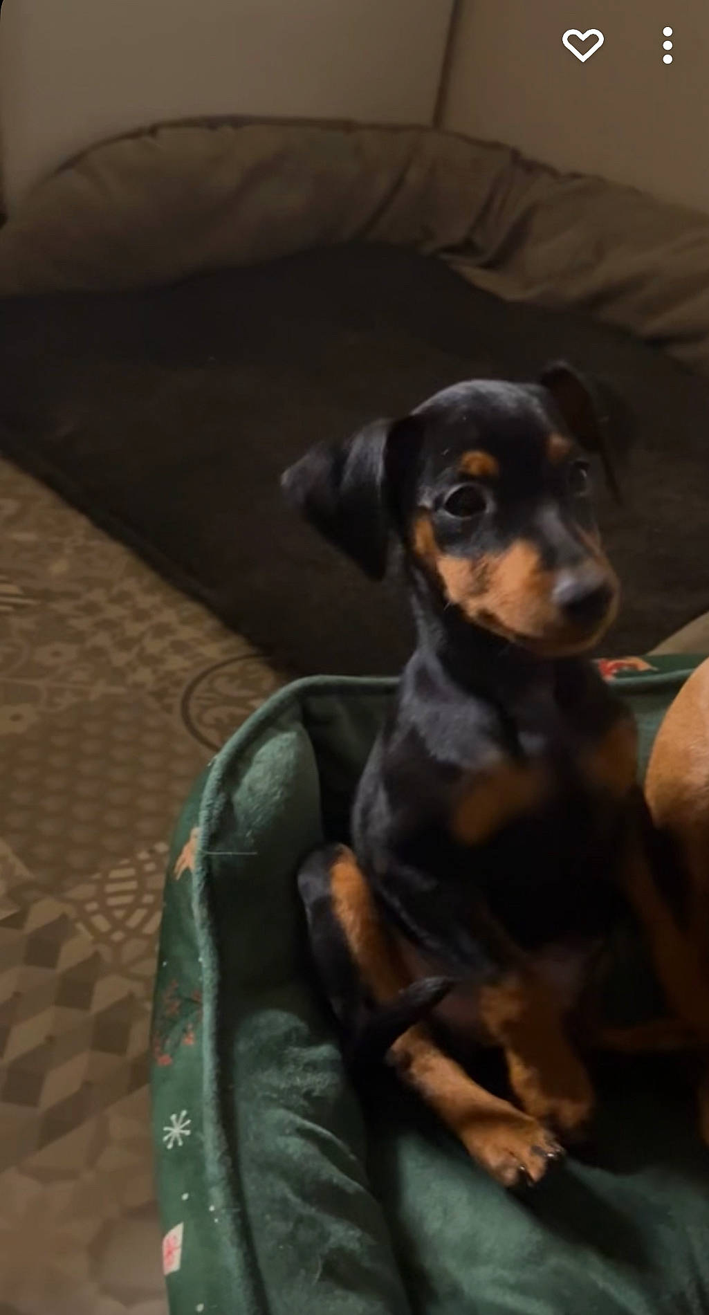 Urgo participe au concours pour gagner de l'argent avec cette photo : austrian_black_and_tan_hound, carnivore, comfort, companion_dog, dog, dog_breed, grey, guard_dog, hellenikos_ichnilatis, hound, hunting_dog, lithuanian_hound, montenegrin_mountain_hound, pinscher, rottweiler, terrestrial_animal, toy_dog, whiskers, working_animal, working_dog