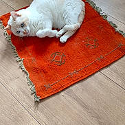 Nojita a rejoint le concours — aidez-le/la à gagner de superbes lots ! abyssinian, accessories, animal, applique, blanket, cat, embroidery, hardwood, homedecor, kitten, linen, manx, mat, pattern, pet, quilt, rug, siamese, stitch, wood
