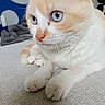 Nojita a rejoint le concours — aidez-le/la à gagner de superbes lots ! abyssinian, angora, animal, cat, couch, furniture, hardwood, kitten, manx, pet, siamese, wood