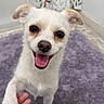 dog, small_dog, white_dog, pet, indoor, carpet, purple_rug, handshake, happy_dog, tongue_out, smiling_dog, ears, fur, person_hand, floor, curtain, animal, cute, companion, friendly