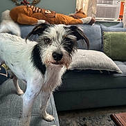 Apollo is registered to the contest to win money with this photo: dog, couch, living_room, plush_toy, air_conditioner, curious, black_and_white, furniture, pet, indoor, carpet, pillow, window, curtains, home_decor, canine, fur, animal, domestic_animal, close_up