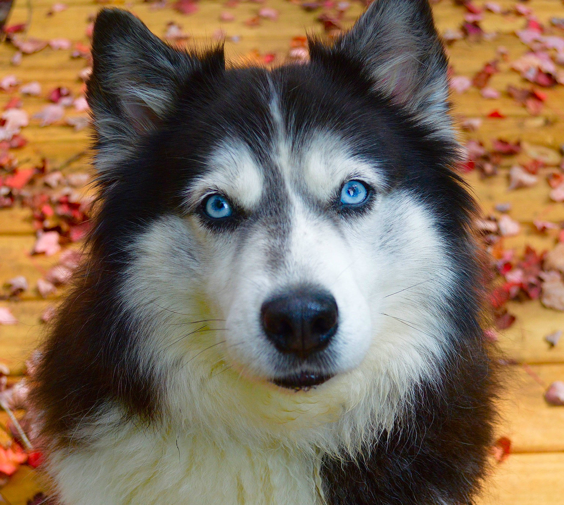 Allie is registered to the contest to win money with this photo: ancient_dog_breeds, autumn, canidae, canis, carnivore, companion_dog, dog, dog_breed, eye, fur, head, iris, non_sporting_group, siberian_husky, sled_dog, snout, sporting_group, terrestrial_animal, whiskers, working_dog
