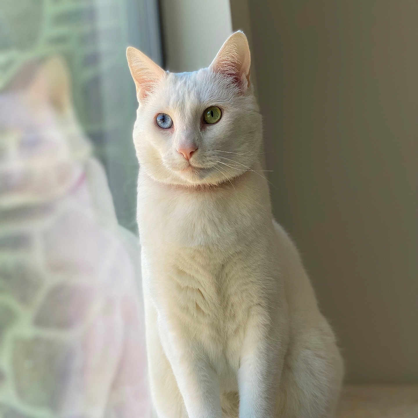 Eros joined the competition — help win amazing prizes! abyssinian, angora, animal, cat, kitten, manx, pet, siamese, white, window, windowsill