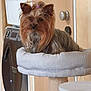 Ossya a rejoint le concours — aidez-le/la à gagner de superbes lots ! animal_portrait, brown_fur, cabinet, cat_tree, curious, cute, dog, domestic_animal, fur, furniture, gray_fur, hair_tie, household, indoor, pet, pet_bed, sitting, small_dog, washing_machine, yorkshire_terrier