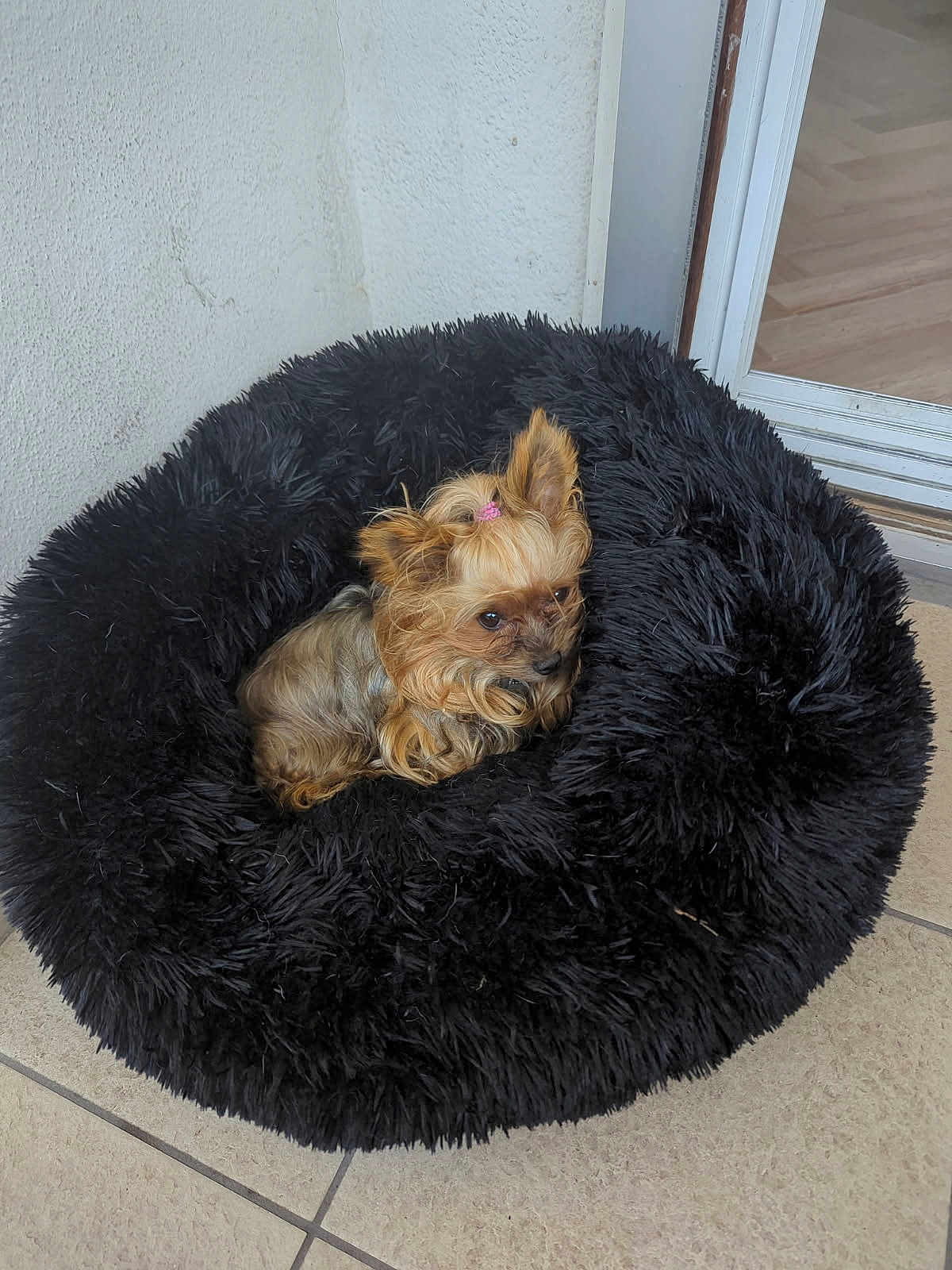 Ossya a rejoint le concours — aidez-le/la à gagner de superbes lots ! animal, black_bed, brown_fur, companion, cozy, curious, cute, dog, door, floor, fluffy, fur, indoor, pet_bed, pink_hair_tie, relaxed, resting, small_dog, tile, tiny