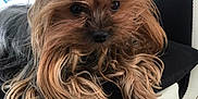 Ossya participe au concours pour gagner de l'argent avec cette photo : animal, black, brown, chair, companion, cushion, cute, dog, domestic_animal, ears, floor, fur, furniture, indoor, long_hair, pet, portrait, relaxed, small_dog, yorkshire_terrier