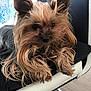 animal, black, brown, chair, companion, cushion, cute, dog, domestic_animal, ears, floor, fur, furniture, indoor, long_hair, pet, portrait, relaxed, small_dog, yorkshire_terrier