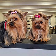 Ossya participe au concours pour gagner de l'argent avec cette photo : animal, black_surface, bow, companion, cute, cute_pet, dog, domestic_animal, fur, groomed, indoor, long_hair, looking_away, mammal, pair, pet, pink_bow, portrait, small_dog, yorkshire_terrier