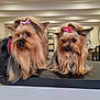 animal, black_surface, bow, companion, cute, cute_pet, dog, domestic_animal, fur, groomed, indoor, long_hair, looking_away, mammal, pair, pet, pink_bow, portrait, small_dog, yorkshire_terrier
