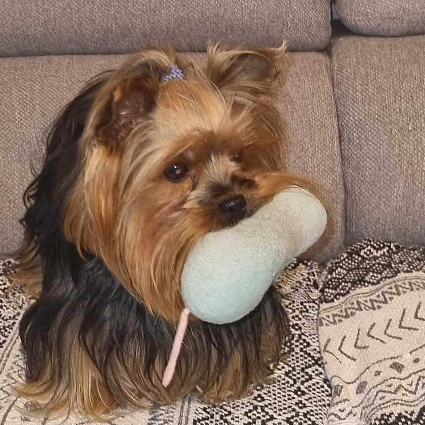 Nahee participe au concours pour gagner de l'argent avec cette photo : animal, black_fur, blanket, brown_fur, companion, couch, cozy, cute, dog, domestic_pet, fur, hair_tie, indoor, patterned_blanket, pet, plush_bone, sitting, small_dog, toy, yorkshire_terrier