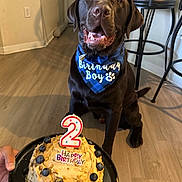 Acie is registered to the contest to win money with this photo: dog, chocolate_labrador, birthday_cake, blueberries, birthday_candle, bandana, indoor, flooring, bar_stools, pet, celebration, happy, sitting, mouth_open, tongue_out, cake_plate, hand, number_candle, party, smiling