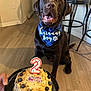 dog, chocolate_labrador, birthday_cake, blueberries, birthday_candle, bandana, indoor, flooring, bar_stools, pet, celebration, happy, sitting, mouth_open, tongue_out, cake_plate, hand, number_candle, party, smiling