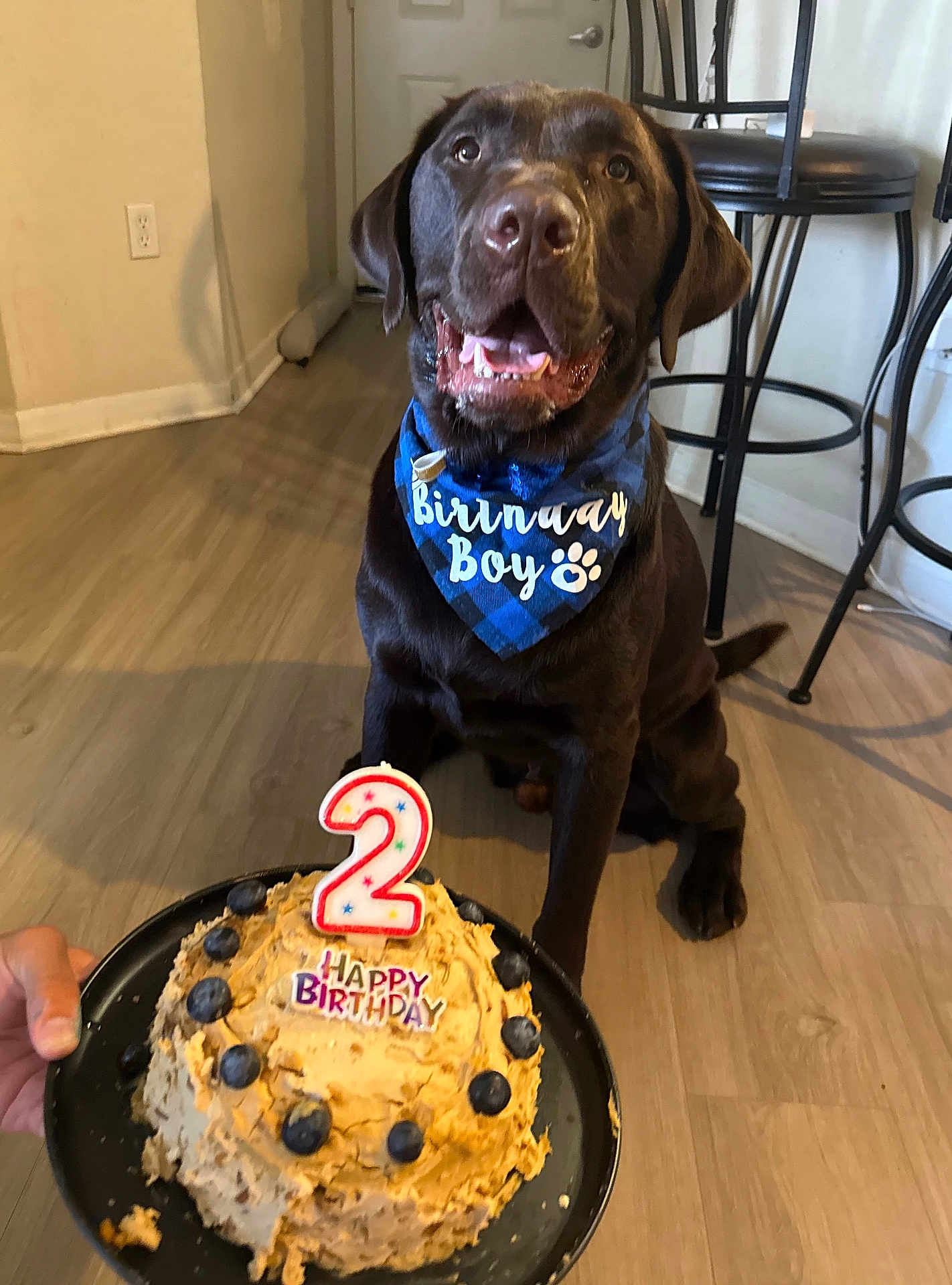 Acie is registered to the contest to win money with this photo: dog, chocolate_labrador, birthday_cake, blueberries, birthday_candle, bandana, indoor, flooring, bar_stools, pet, celebration, happy, sitting, mouth_open, tongue_out, cake_plate, hand, number_candle, party, smiling