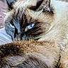 cat, siamese_cat, blue_eyes, fur, tail, resting, close_up, animal, pet, indoor, cozy, relaxed, whiskers, ear, face, sleepy, cute, mammal, feline, soft