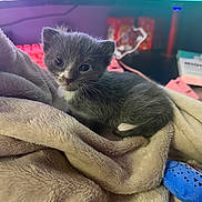 Ash joined the competition — help win amazing prizes! kitten, cat, pet, blanket, cozy, fur, whiskers, indoor, monitor, keyboard, desk, toy, small, cute, portrait, sitting, closeup, gray_cat, white_markings, soft_texture