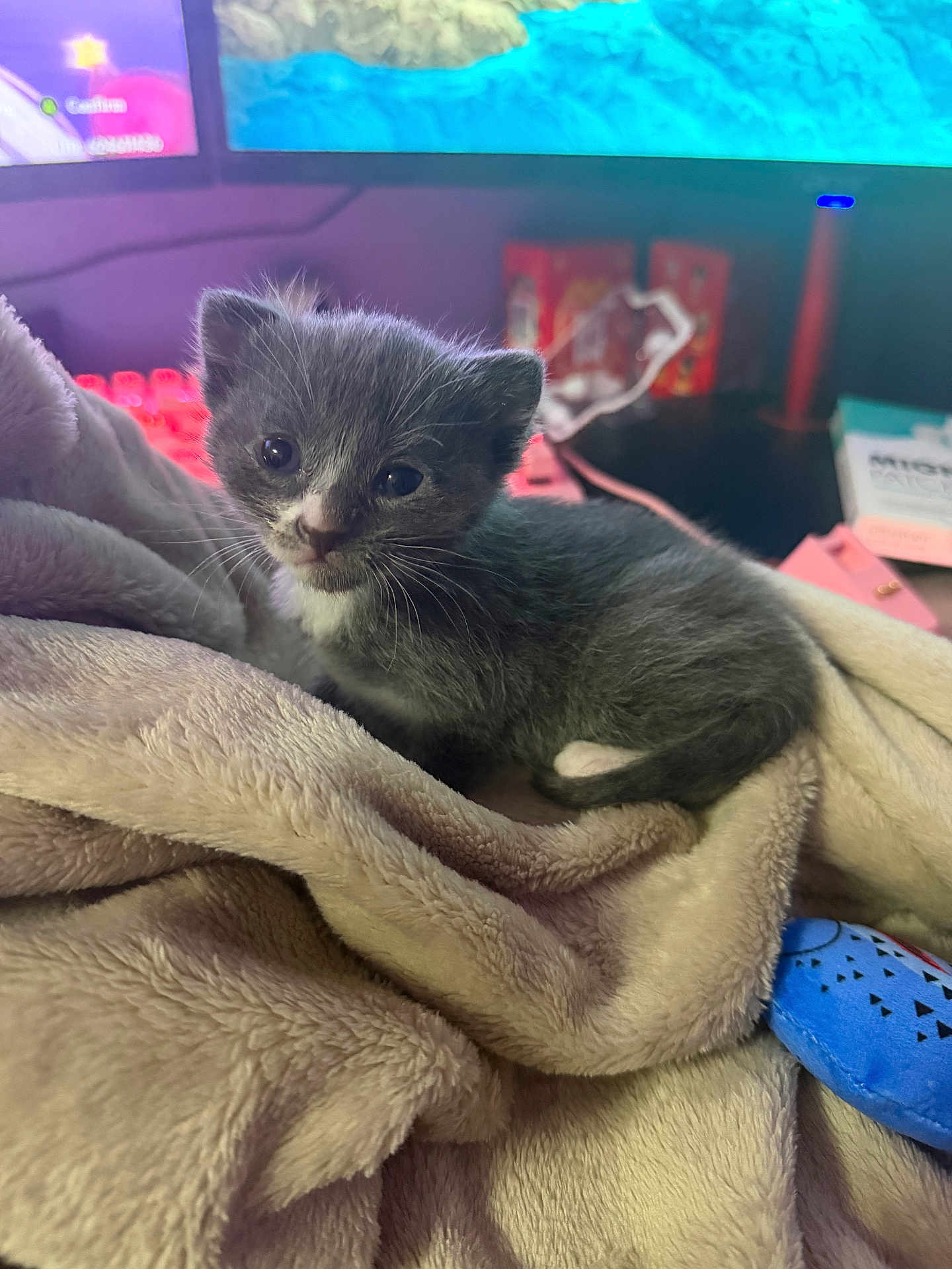 Ash joined the competition — help win amazing prizes! kitten, cat, pet, blanket, cozy, fur, whiskers, indoor, monitor, keyboard, desk, toy, small, cute, portrait, sitting, closeup, gray_cat, white_markings, soft_texture