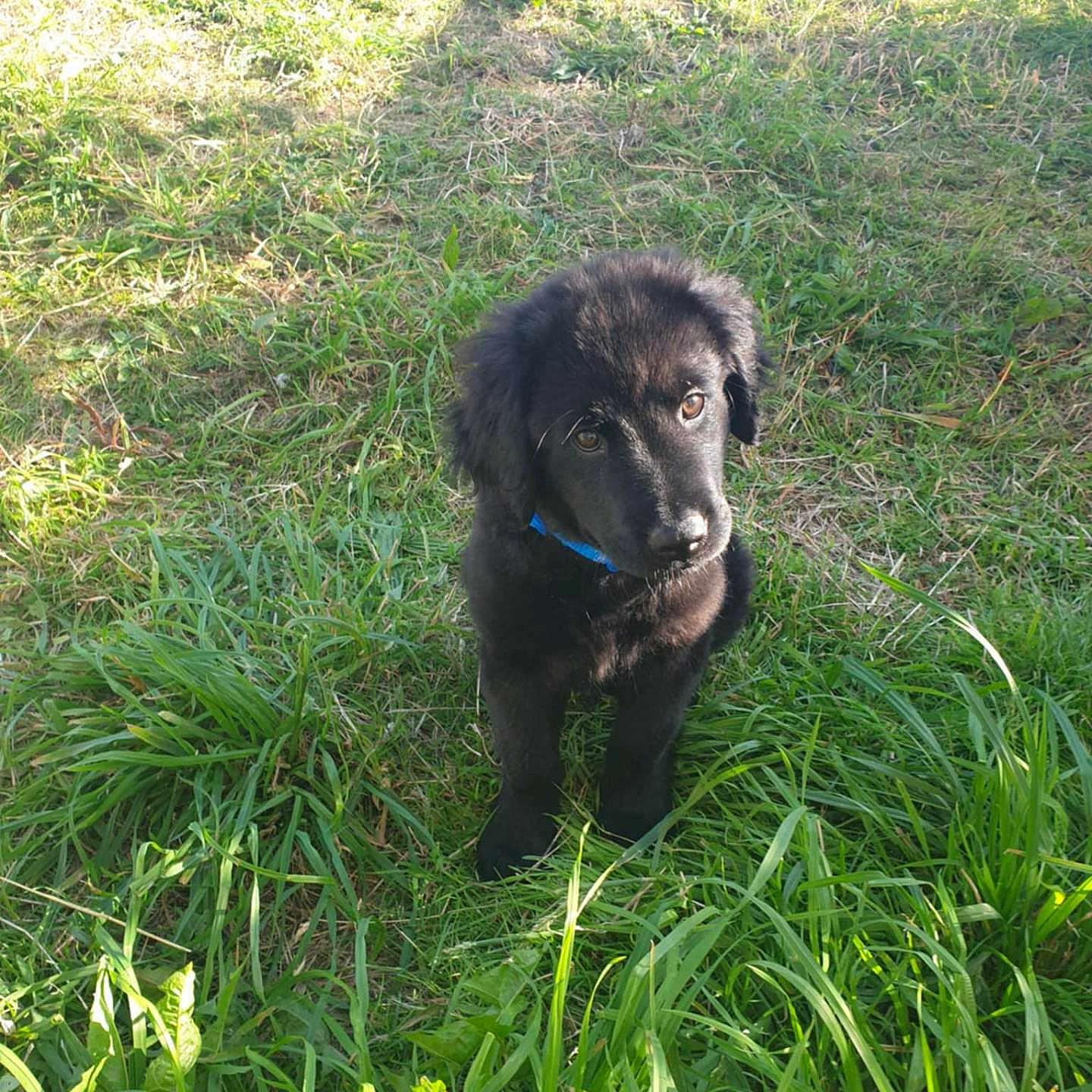 Doddles is registered to the contest to win money with this photo: animal, black_fur, collar, curious, cute, daylight, dog, fence, grass, greenery, head_tilt, nature, outdoor, parked_cars, pet, playful, puppy, sitting, sunlight, young