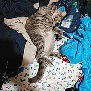 Matilda joined the competition — help win amazing prizes! cat, kitten, gray_cat, white_fur, striped_fur, fluffy, sleeping, relaxed, lying_down, belly_up, bed, blanket, bedding, colorful, indoors, cozy, tail, paws, whiskers, portrait