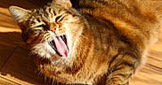 Zouzou a rejoint le concours — aidez-le/la à gagner de superbes lots ! animal, brown, cat, close_up, ears, feline, funny_expression, fur, indoors, lying_down, open_mouth, orange, pet, pink_tongue, striped_fur, sunlight, tabby_cat, whiskers, wooden_floor, yawning