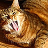 Zouzou a rejoint le concours — aidez-le/la à gagner de superbes lots ! cat, tabby_cat, feline, pet, animal, yawning, open_mouth, pink_tongue, whiskers, ears, fur, striped_fur, brown, orange, sunlight, wooden_floor, indoors, close_up, lying_down, funny_expression