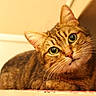 cat, cats, tabby, brown_fur, striped_fur, green_eyes, whiskers, pointed_ears, close_up, animal_portrait, indoor, warm_lighting, cozy, sitting, lying_down, pet, feline, curious, second_cat, shelf