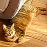 cat, tabby_cat, pet, animal, feline, striped_fur, green_eyes, whiskers, lying_down, relaxed, sunlight, wooden_floor, indoor, chair, wicker_basket, home, warm_lighting, portrait, closeup, sleepy