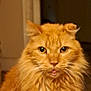 Jax joined the competition — help win amazing prizes! cat, orange_cat, fluffy, tongue_out, pet, animal, indoor, feline, cute, face, whiskers, ears, fur, portrait, domestic_cat, looking_at_camera, close_up, soft_focus, expression, adorable