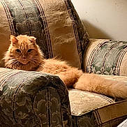 Jax is registered to the contest to win money with this photo: cat, orange_cat, fluffy, feline, pet, indoor, armchair, furniture, patterned, relaxing, resting, cozy, home, domestic, cute, animal, tail, whiskers, ears, fur