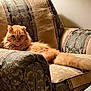 cat, orange_cat, fluffy, feline, pet, indoor, armchair, furniture, patterned, relaxing, resting, cozy, home, domestic, cute, animal, tail, whiskers, ears, fur