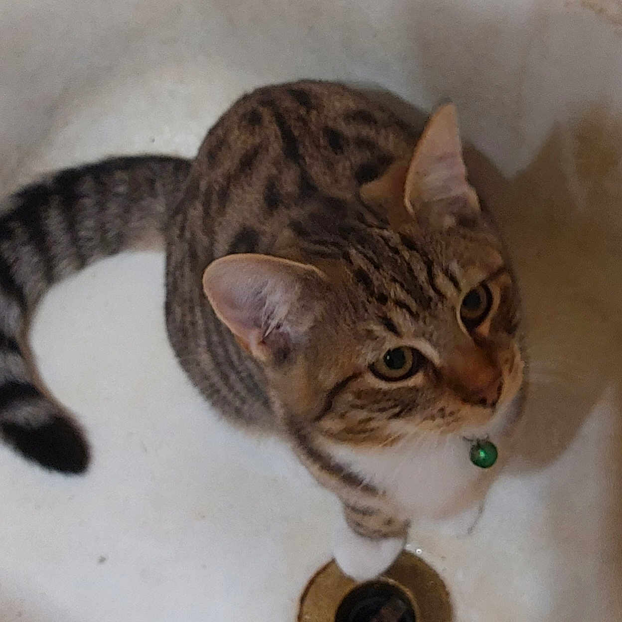 Charly Babbitt a rejoint le concours — aidez-le/la à gagner de superbes lots ! animal, cat, close_up, collar, curious, cute, domestic_cat, ears, feline, four_legs, green_bell, indoor, looking_up, pet, sink, striped, tabby, tail, waiting, whiskers