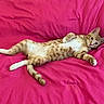 cat, orange_cat, white_cat, pet, feline, animal, lying_down, relaxed, playful, portrait, indoor, bed, bedsheet, pink_background, fur, paws, tail, ears, eyes, whiskers