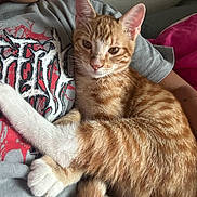 Mj is registered to the contest to win money with this photo: cat, kitten, orange_tabby, striped_fur, white_paws, white_tail, animal, pet, sitting, lying_down, lap, person, arms, clothing, shirt, blanket, indoors, close_up, portrait, cozy