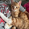 cat, kitten, orange_tabby, striped_fur, white_paws, white_tail, animal, pet, sitting, lying_down, lap, person, arms, clothing, shirt, blanket, indoors, close_up, portrait, cozy