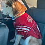 animal, backseat, canine, car_interior, casual, collar, dog, dog_fur, domestic_animal, furry, husky, pet, red_jersey, resting, seat, side_view, sitting, sportswear, sunlight, window