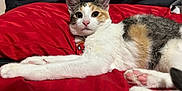 Cookie is registered to the contest to win money with this photo: animal, bed, calico, cat, collar, cute, domestic, ears, feline, fur, indoor, looking_at_camera, lying_down, pet, pink_paw_pads, red_bedspread, relaxed, spider_man_tag, stretching, whiskers
