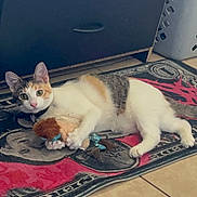 Cookie joined the competition — help win amazing prizes! animal, cabinet, calico, cat, claw, curious, cute, domestic, ears, feline, floor, indoor, laundry_basket, paws, pet, playful, rug, tile, toy, whiskers
