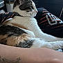 Cookie is registered to the contest to win money with this photo: animal, arm, blanket, calm, cat, closeup, collar, comfort, cozy, domestic, feline, fur, household, indoor, pattern, pet, relaxed, resting, side_profile, tattoo
