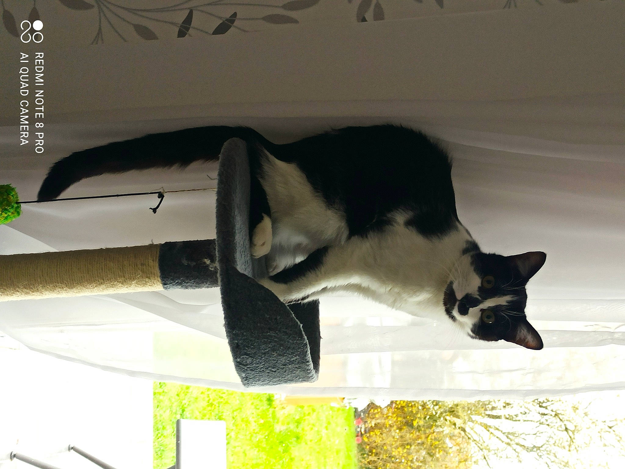 Themis participe au concours pour gagner de l'argent avec cette photo : automotive_exterior, carnivore, cat, domestic_short_haired_cat, felidae, formal_wear, fur, pet_supply, rectangle, room, small_to_medium_sized_cats, tail, tints_and_shades, whiskers, window, windshield