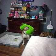 Pistol joined the competition — help win amazing prizes! dog, plush_toy, indoor, blurry, dog_bed, dresser, television, floor, wood_floor, toy, living_room, pet, furniture, household_item, room, pet_bed, green_toy, stuffed_animal, canine, domestic_animal