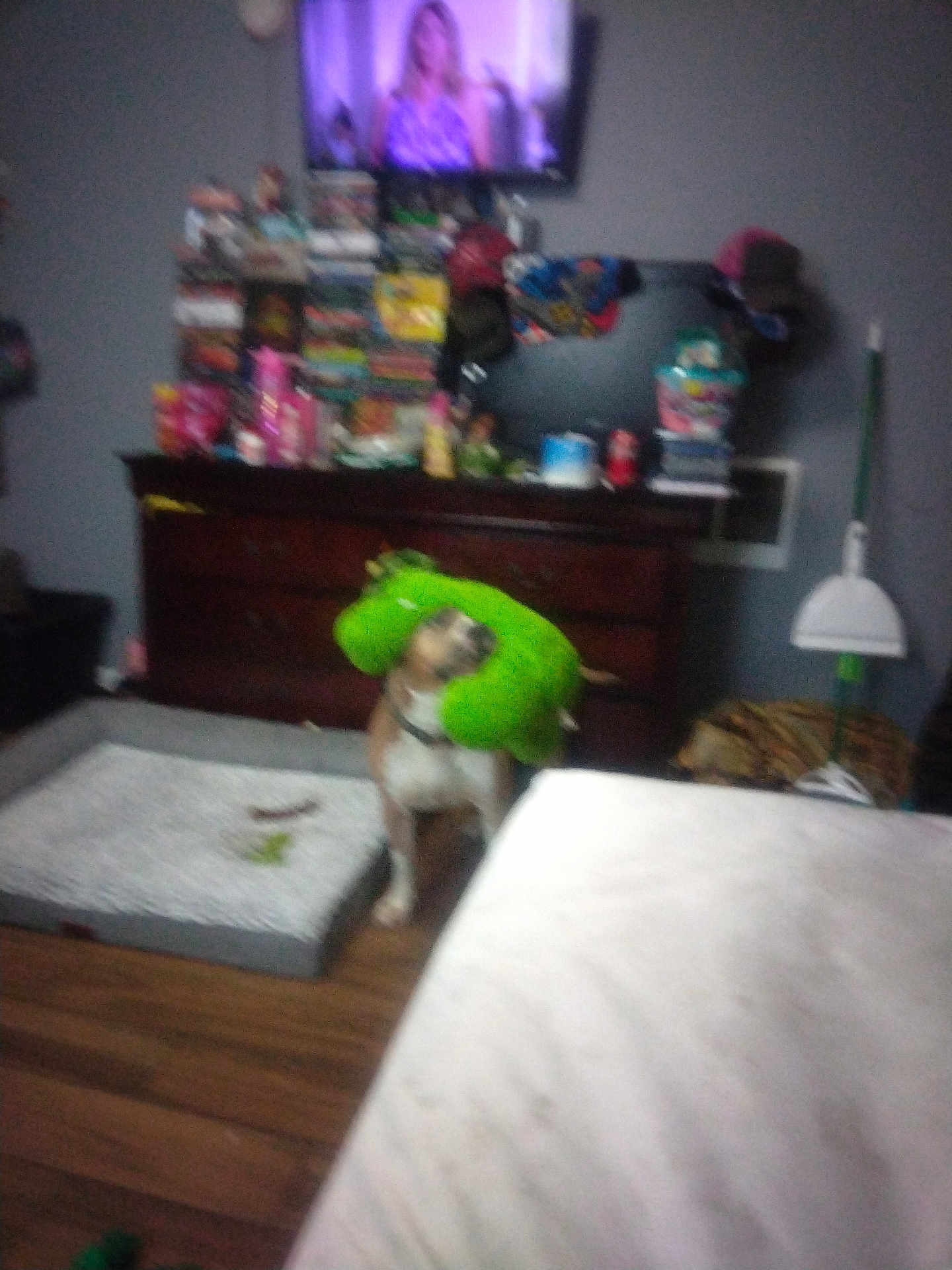 Pistol joined the competition — help win amazing prizes! dog, plush_toy, indoor, blurry, dog_bed, dresser, television, floor, wood_floor, toy, living_room, pet, furniture, household_item, room, pet_bed, green_toy, stuffed_animal, canine, domestic_animal