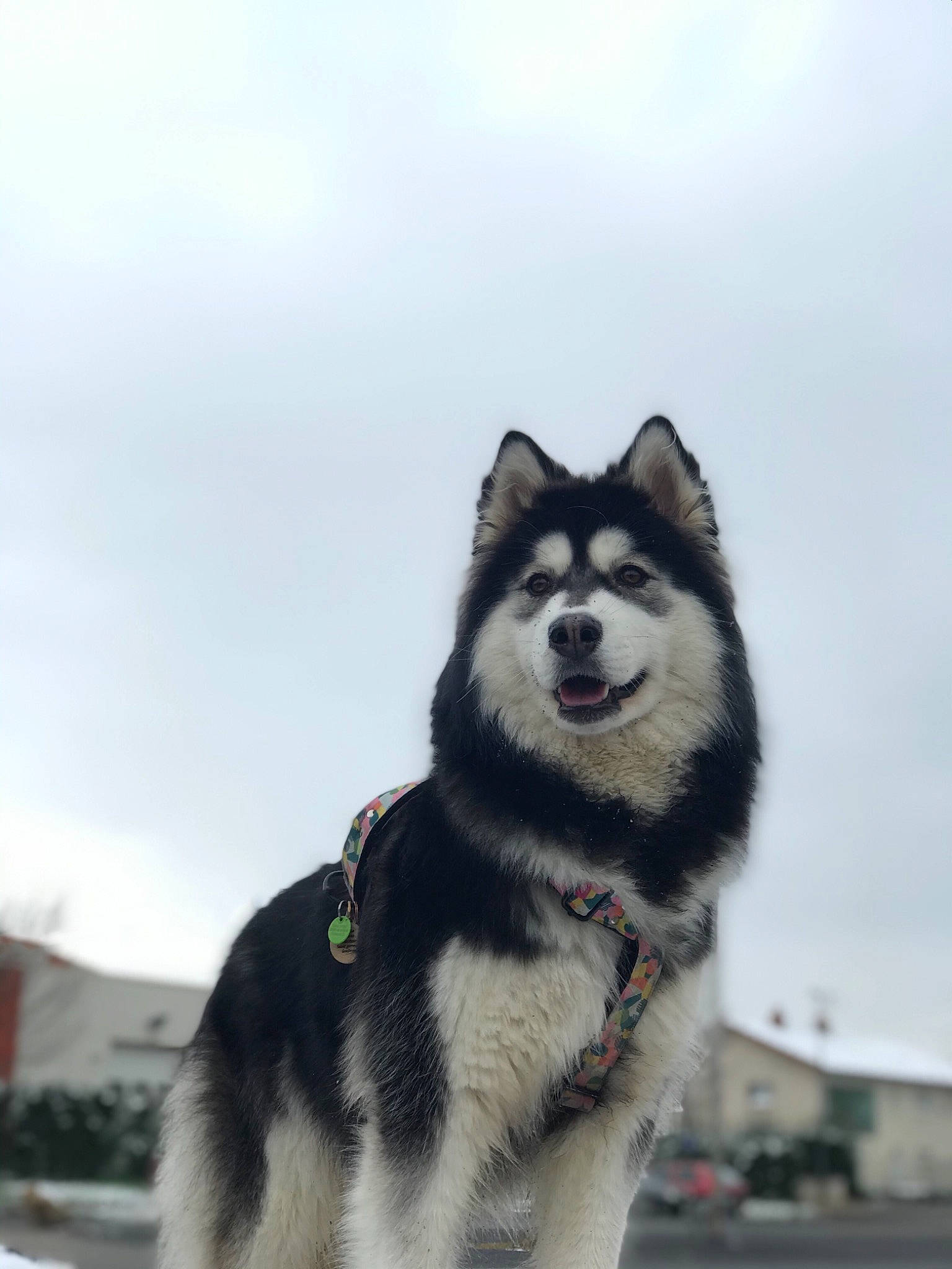 Hezia a rejoint le concours — aidez-le/la à gagner de superbes lots ! canidae, canis, carnivore, cloud, collar, companion_dog, dog, dog_breed, dog_collar, fur, leash, recreation, siberian_husky, sky, sled_dog, snout, sporting_group, tail, working_animal, working_dog