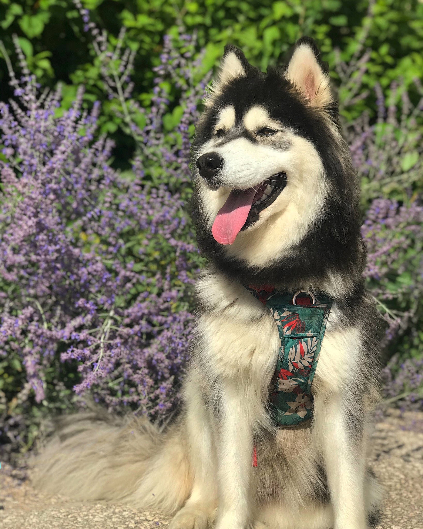Hezia participe au concours pour gagner de l'argent avec cette photo : annual_plant, canidae, canis, carnivore, collar, companion_dog, dog, dog_breed, dog_supply, fawn, flower, fur, grass, groundcover, plant, siberian_husky, sled_dog, snout, sporting_group, working_animal