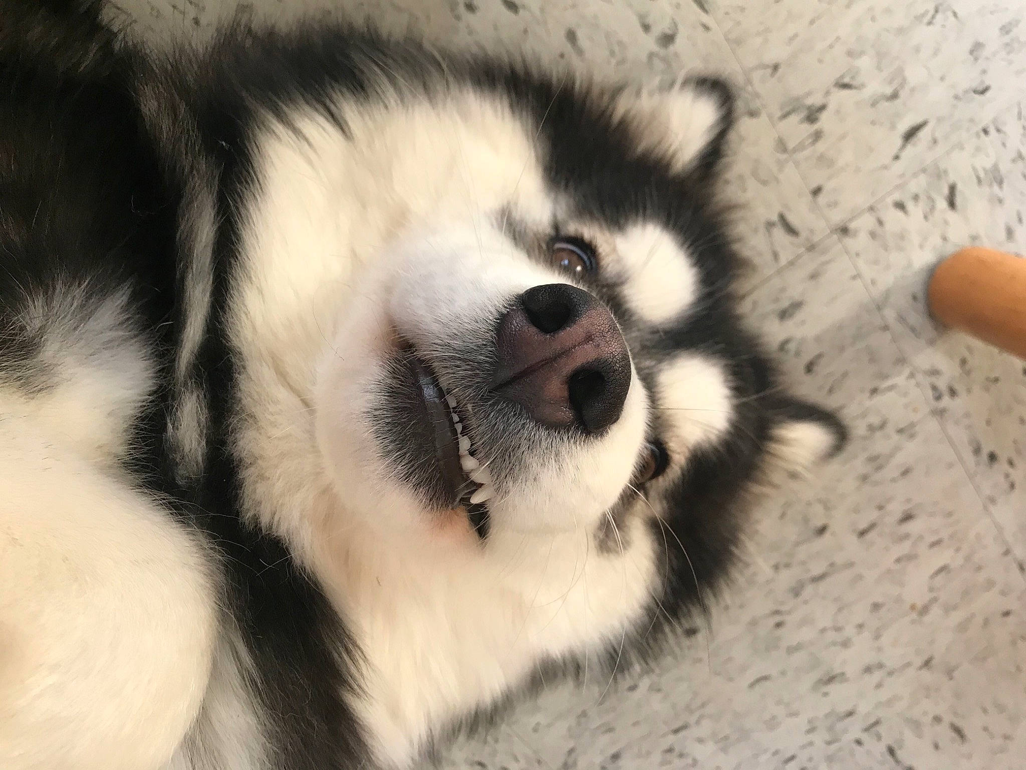 Hezia a rejoint le concours — aidez-le/la à gagner de superbes lots ! ancient_dog_breeds, canidae, carnivore, companion_dog, dog, dog_breed, fawn, foot, fur, monochrome_photography, non_sporting_group, paw, snout, sporting_group, terrestrial_animal, whiskers, wildlife, working_animal, working_dog