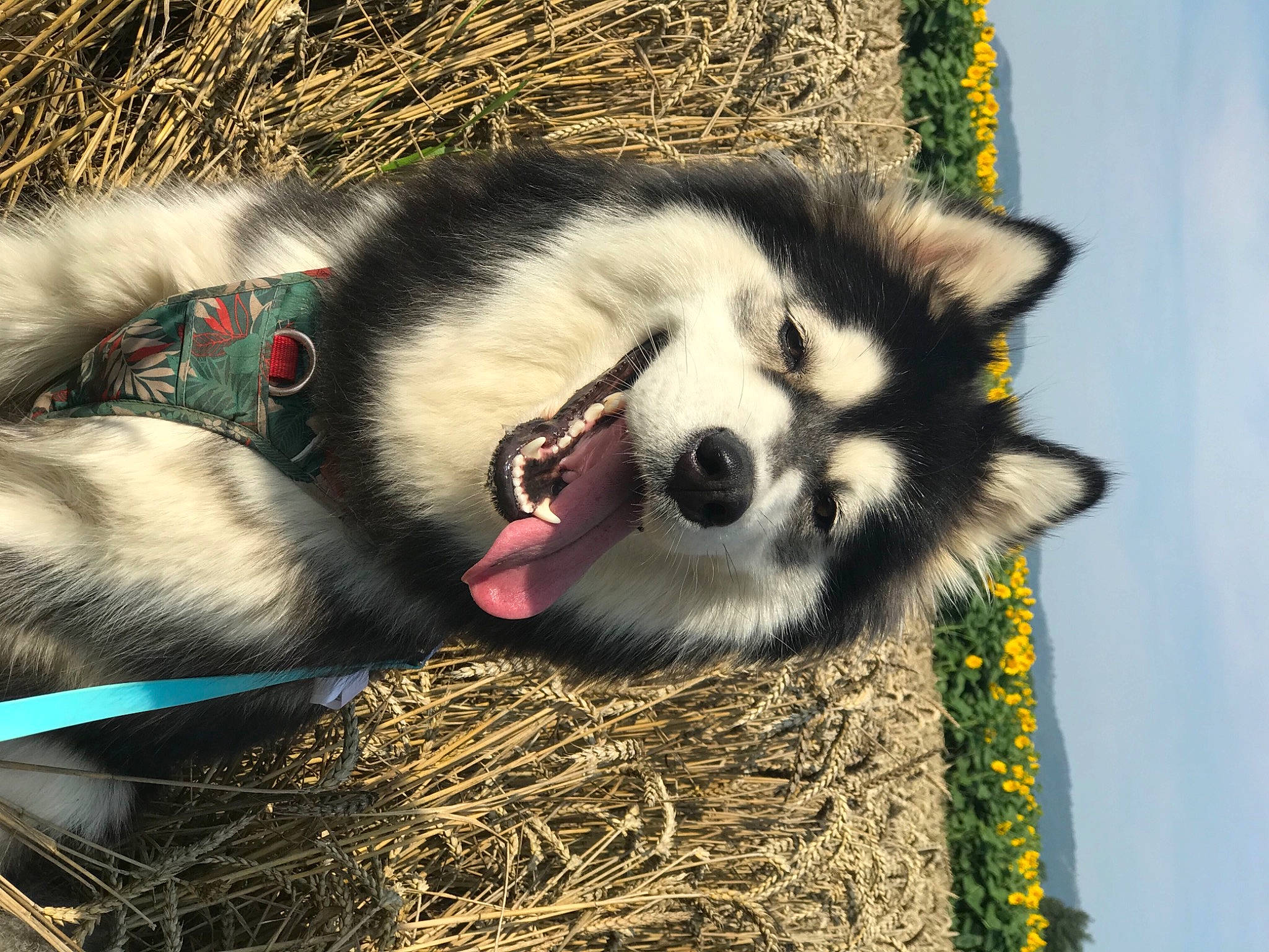 Hezia a rejoint le concours — aidez-le/la à gagner de superbes lots ! ancient_dog_breeds, canidae, canis, carnivore, companion_dog, dog, dog_breed, fang, fur, grass, non_sporting_group, siberian_husky, sled_dog, snout, sporting_group, terrestrial_animal, whiskers, wildlife, wolf, working_dog