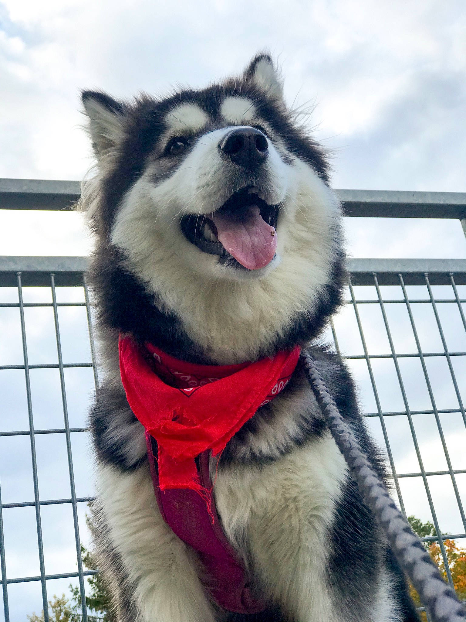 Hezia participe au concours pour gagner de l'argent avec cette photo : canis, carnivore, cloud, collar, companion_dog, dog, dog_breed, dog_collar, fence, fur, fur_clothing, leash, pet_supply, siberian_husky, sky, sled_dog, snout, sporting_group, whiskers, winter