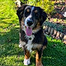 dog, puppy, pet, animal, sitting, tongue_out, happy, portrait, outdoor, garden, grass, flowers, red_flowers, sunlight, furry, black_and_white, brown_markings, collar, lawn, backyard